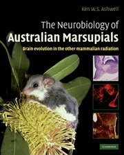 The Neurobiology of Australian Marsupials: Brain Evolution in the Other Mammalian Radiation
