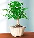 Flowers by 1800Flowers - Hawaiian Umbrella Tree Bonsai