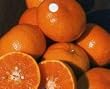 Honey Mandarin Tree One Gallon Honey Mandarin Tree One Gallon