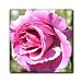 Sweet Summer Beauty Rose Flowers Photography - 6 Inch Glass Tile