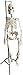 Herindera Human Skeleton with Stand Superior Quality RS.2000.00