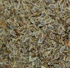 Organic Dill Seed 2 Oz