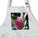 Pink Japanese Camellia A Pink Flower - Medium Length Apron With Pouch Pockets 22w X 24l
