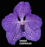 Vanda coerulea 890SS