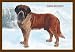 Smooth Coated Saint Bernard - Paper Poster (18.75 x 28.5)