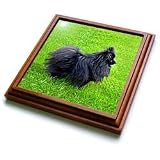Dogs Pomeranian - Black Pomeranian - Trivets