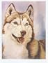 Siberian Husky Notecards