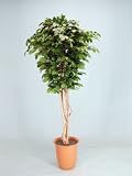 光触媒 観葉植物 ベンジャミンリアナ 180cm
