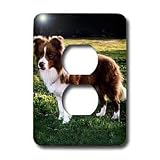Dogs Border Collie - Border Collie Tan and White - Light Switch Covers - 2 plug outlet cover