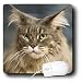 maine_coon7maine coon - Cats Maine Coon Mouse Pads