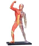 Famemaster 4D-Vision Human Muscle And Skeleton Anatomy Model