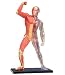 Famemaster 4D-Vision Human Muscle And Skeleton Anatomy Model