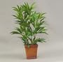 Bamboo Plant 2'