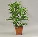 Best Indoor Tropical Plants & Trees