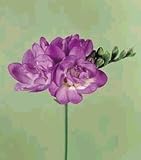 Amazon / Hirt's: Double Silvia Freesia -10 Bulbs - Crystal Clear Blue!
