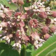 Common Milkweed (Asclepias syriaca) - Jumbo Wildflower Seed Packet