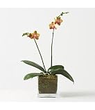 brother sara gold orchid