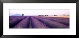 Lavender Field, Plateau De Valensole, France Cuisine Framed Art Poster Print by Panoramic Images, 31x15