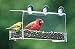 Outdoor Living : Cardinal Classic