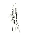 RICHARD TUTTLE: NEVE book cover