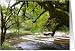 Coos River Moss, blank inside Card