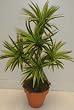 NEW! Bendable Yucca Plant (variegated)