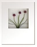 �s�t�����[�t���[���tHana concept frame Allium/red�i�A���E��/���b�h�j