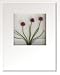 �s�t�����[�t���[���tHana concept frame Allium/red�i�A���E��/���b�h�j