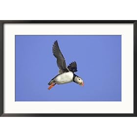 Atlantic Puffin, Adult in Flight, Iceland Art Styles Framed Photographic Poster Print by Mark Hamblin, 29x21