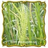 Wild Rice (Zizania aquatica) Jumbo Wild Grass Seed Packet (60)