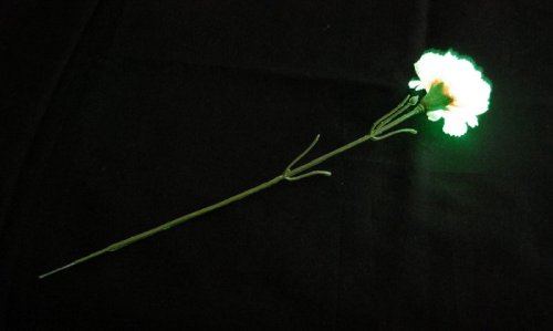 母の日　光るカーネーション　Moon Flower １輪花束　光触媒で消臭