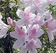 George Taber Azalea Five Gallon Topiary