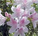 George Taber Azalea Five Gallon Topiary