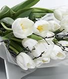 Review Post-a-Rose  / White Tulips