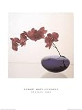 Orchids 1985 by Robert Mapplethorpe. Art Print Poster 23.5 inches width by 31.5 inches height. Highest Quality Art Poster Print
