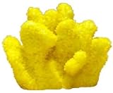 CATS PAW CORAL PACIFIC MINI