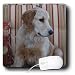 golden_retriever3golden retriever - Dogs Golden Retriever Golden Retriever Mouse Pads