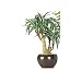 Flora Forte Dracaena in Round Pot