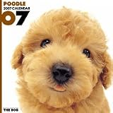 THE DOG プードル 2007年 カレンダー