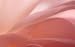 Camelia - 24