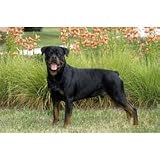 Rottweiler Floor Mat- 27" width x 18" length