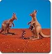 Kangaroos (2) with Joeys