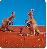 Kangaroos (2) with Joeys