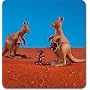 Playmobil Kangaroos (2) with Joeys