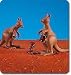 Kangaroos (2) with Joeys