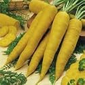 SUTTONS SEEDS: Carrot Yellowstone Seeds (1,300 seeds)