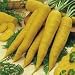 SUTTONS SEEDS: Carrot Yellowstone Seeds (1,300 seeds)
