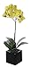 House of Silk Flowers Artificial 17-Inch Phalaenopsis Orchid, Mini, Green