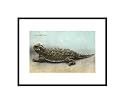 Horned Toad Pre-Matted Poster Print, 11x14