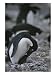 An Adelie Penguin Regurgitates Krill for its Chick Animals Photographic Poster Print ...